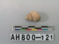 藏品(螺類)的圖片